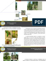 Identificacion de Fusarium