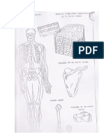 Anatomia de Los Huesos Del Esqueleto Humano