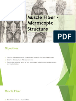 m5 muscle fiber microscopic structure