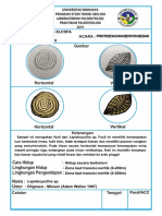 Lepidocyclina 1