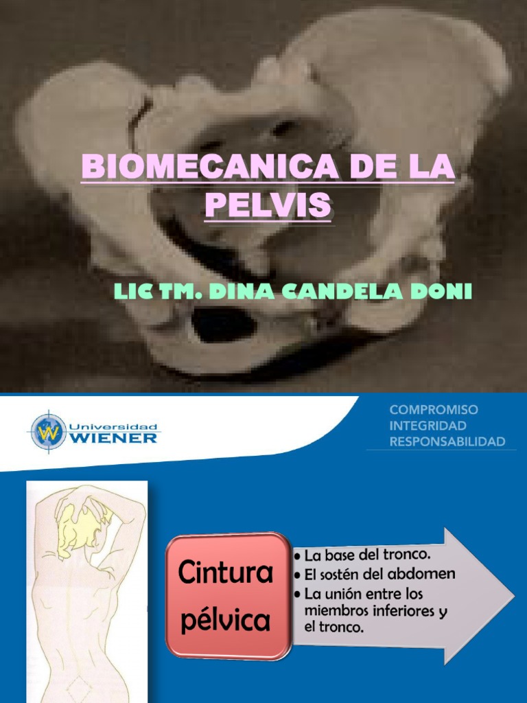 Biomecánica de la Pelvis y Movimientos | PDF | La columna vertebral ...
