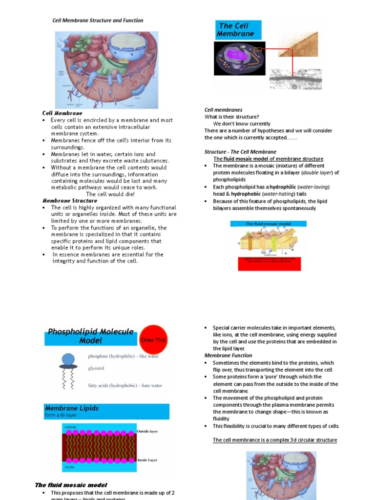 Cell Membrane Structure and Function Explained | PDF | Cell Membrane ...