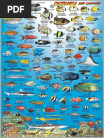 INDIAN OCEAN REEF GUIDE サンゴ礁域魚類図鑑 Amazon.co.jp: インド洋 サンゴ礁域 魚類図鑑「Indian Ocean
