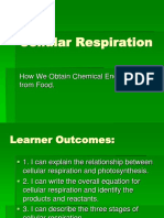 Cellular Respiration: How We Obtain Chemical Energy From Food