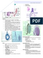 Male Reproductive System Histo Doc Ednilan