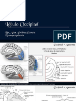 NeuroAnato - Occipital