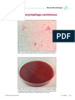 Capnocitophaga Etimología