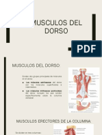 Músculos Del Dorso 