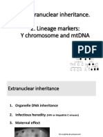 Extranuclear Inheritance. 2. Lineage Markers: Y Chromosome and Mtdna