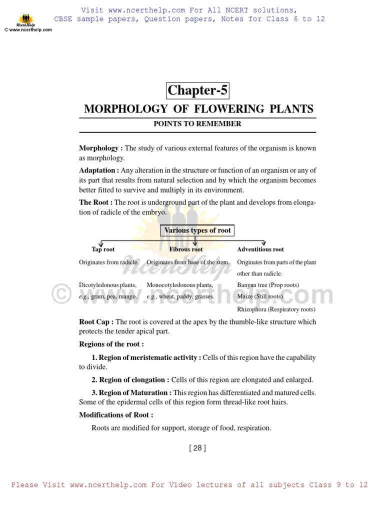 Class 11 Biology: Morphology Notes | PDF