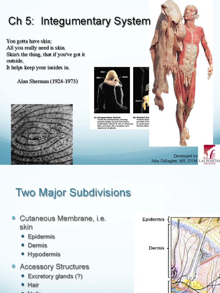 Overview of the Integumentary System | PDF | Skin | Epithelium
