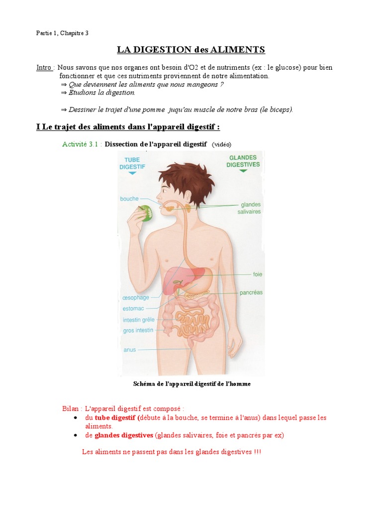 Devoir Svt La Digestion Des Aliments Correction Pdf