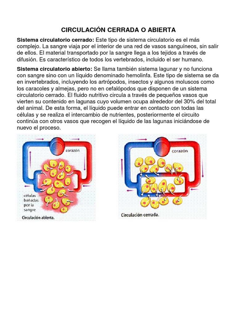 classification of plants and animals class 9 pdf
