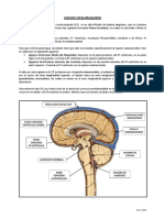 Anatomia