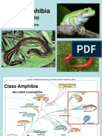 Class Amphibia: (Sensu Stricto)
