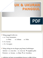 Bentuk & Ukuran Panggul