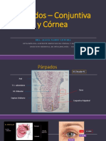 329060094-Ponencia-3-1-Conjuntiva-y-Cornea-Dra.pdf