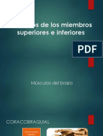 Musculos de Miembros Inferiores