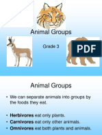 Animal Groups: Grade 3