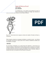 Anatomía y Fisiología Del Sistema Renal - Copia