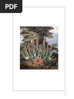 Lithops Treasures of The Veld | PDF