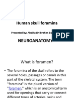 Human Skull Foramina22
