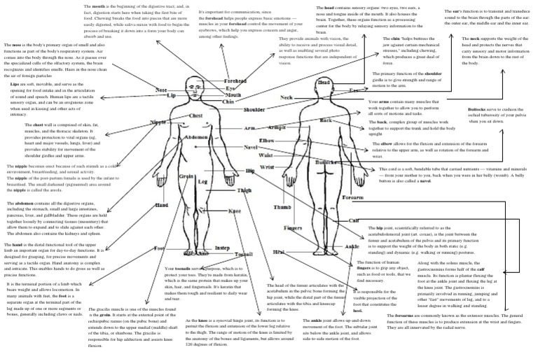 Human Body Parts and Their Functions | PDF | Foot | Anatomical Terms Of ...