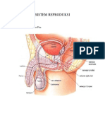 Sistem Reproduksi