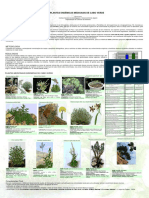 Plantas Endémicas Medicinais de Cabo Verde