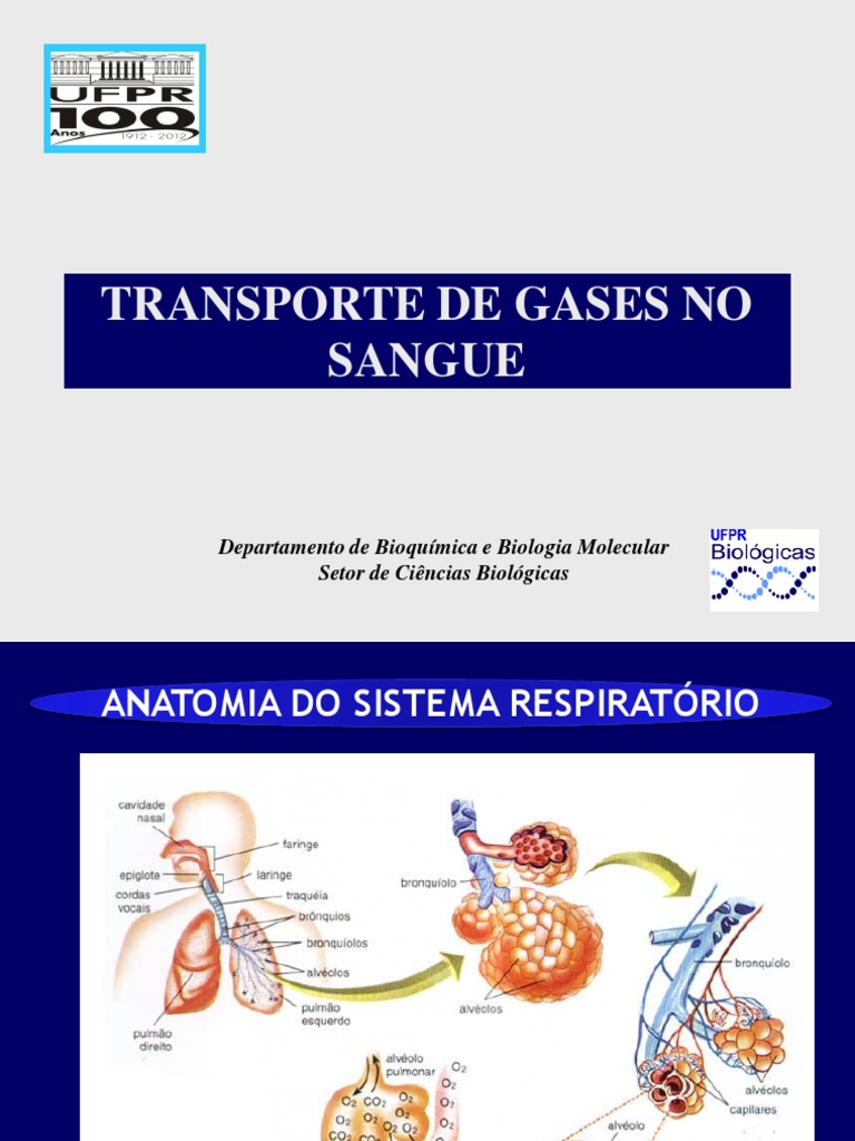 O Gas Oxigenio é Transportado No Sangue Ligado A Hemoglobina