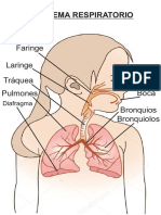 Sistema Respiratorio