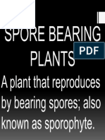 Spore Bearing Plants