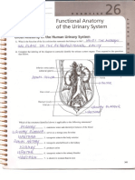 Functional Anatomy of The Urinary System Review Sheet