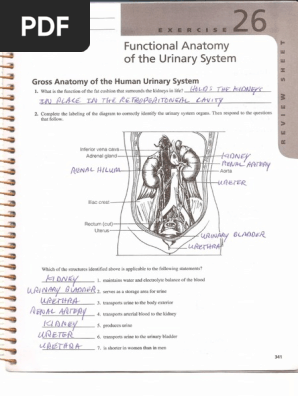 Functional Anatomy Of The Urinary System Review Sheet