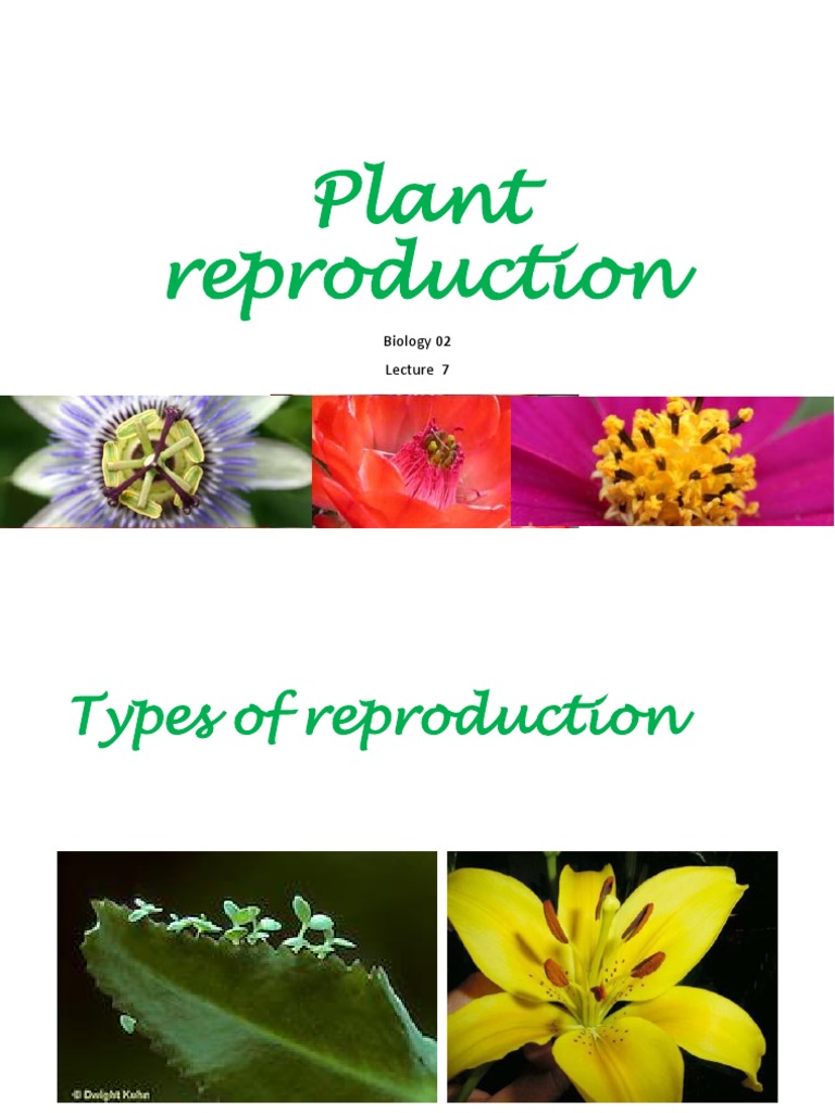 Lec7. Plant Reproduction PDF Fruit Sexual Reproduction