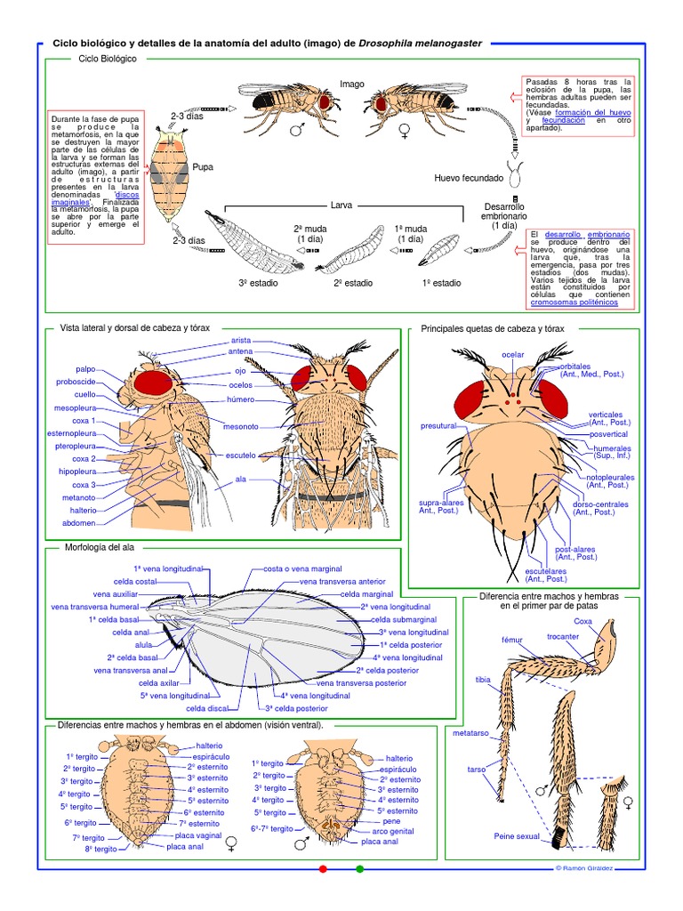 Anatomia de La Drosophila PDF | PDF