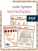 Sample Muscular System Worksheets