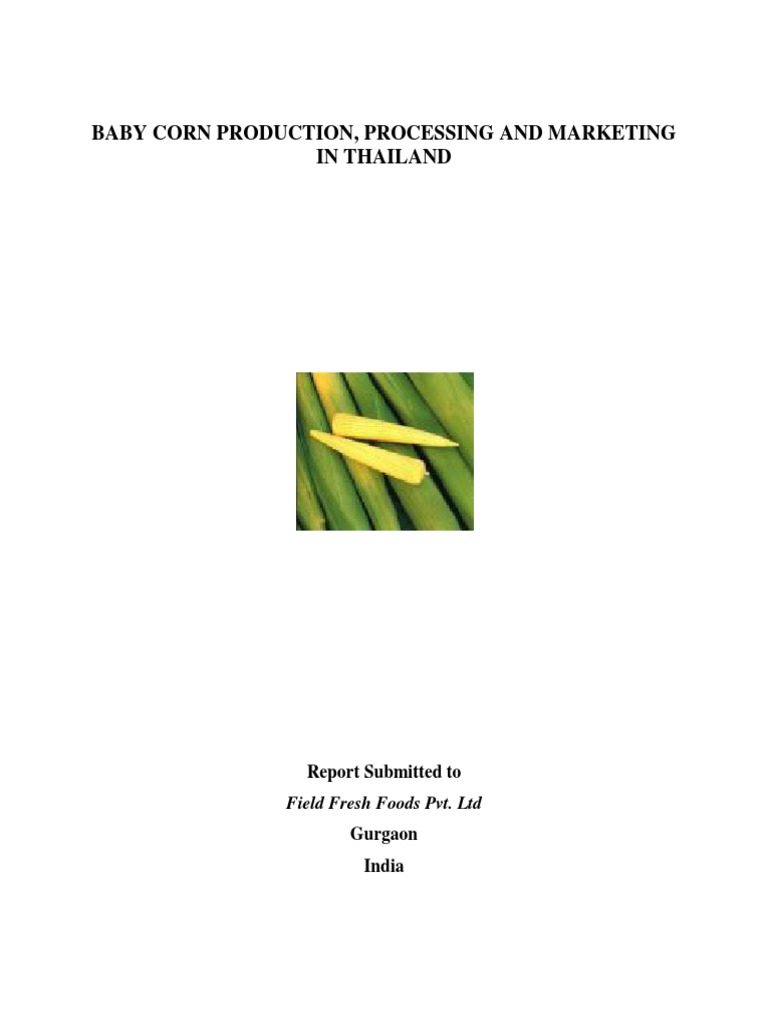 Thailand Baby Corn Production Overview | PDF | Maize | Agriculture