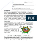 Guia N°1 - Flujo de Materia y Energia