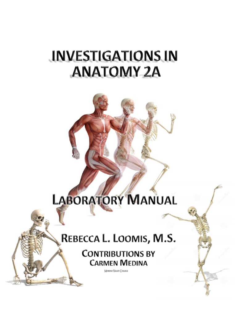 Anatomy 2A Lab Manual 2016-2017 | PDF | Endoplasmic Reticulum | Nucleotides