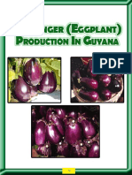 10958-NARI Guyana Production de Boulanger (Aubergine) Au Guyana (Angl)