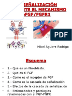 La señalización mediante el mecanismo bFGF/FGFR1