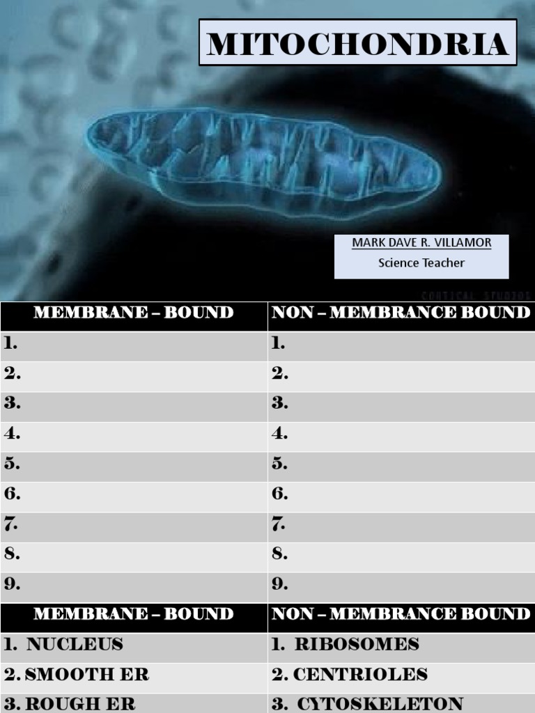 Mitochondria and Chloroplast | PDF | Mitochondrion | Adenosine Triphosphate