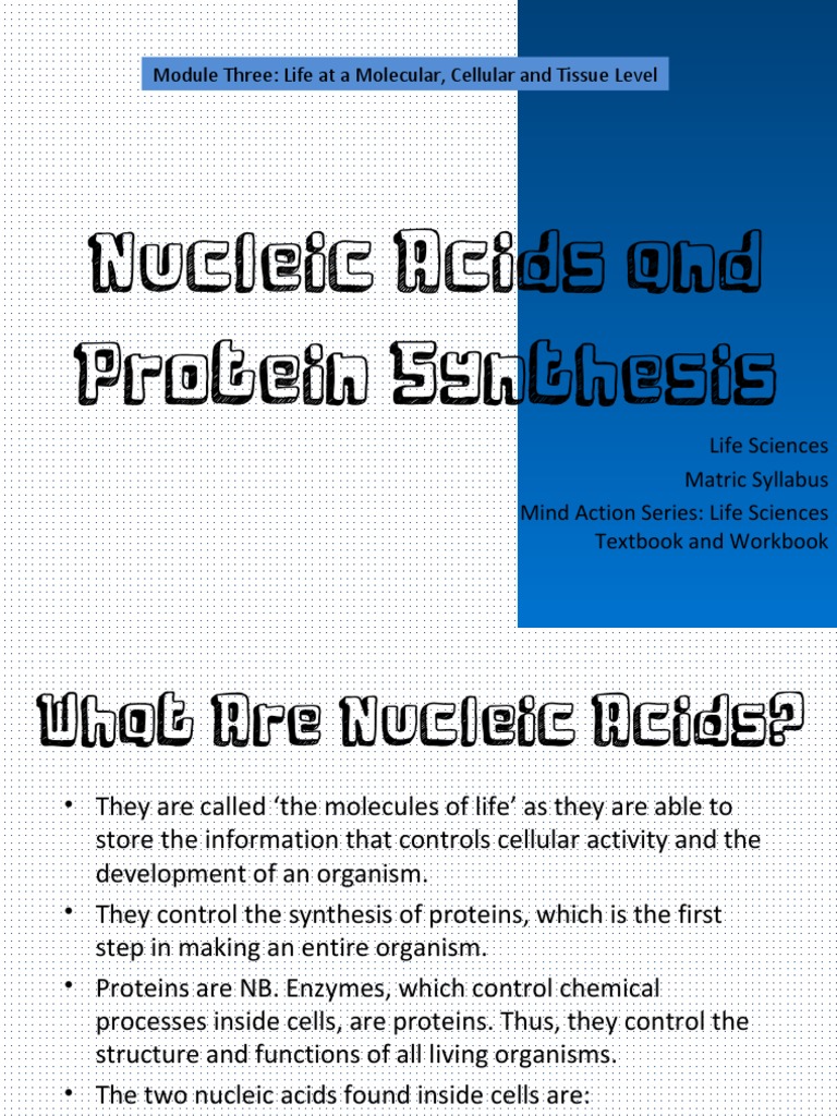 Nucleic Acids in Protein Synthesis | PDF | Nucleic Acids | Nucleotides