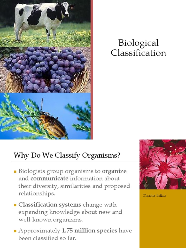 Understanding Biological Classification | PDF | Taxonomy (Biology ...