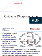 Oxidative Phosphorylation: Molecular Biochemistry I