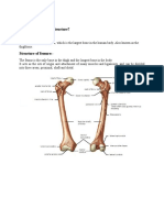 Question #1 Explain Femure With Structure? Definition