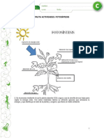 Fotosíntesis en Las Plantas PDF