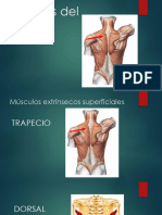 Musculos Del Dorso