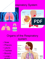 Respiratory System